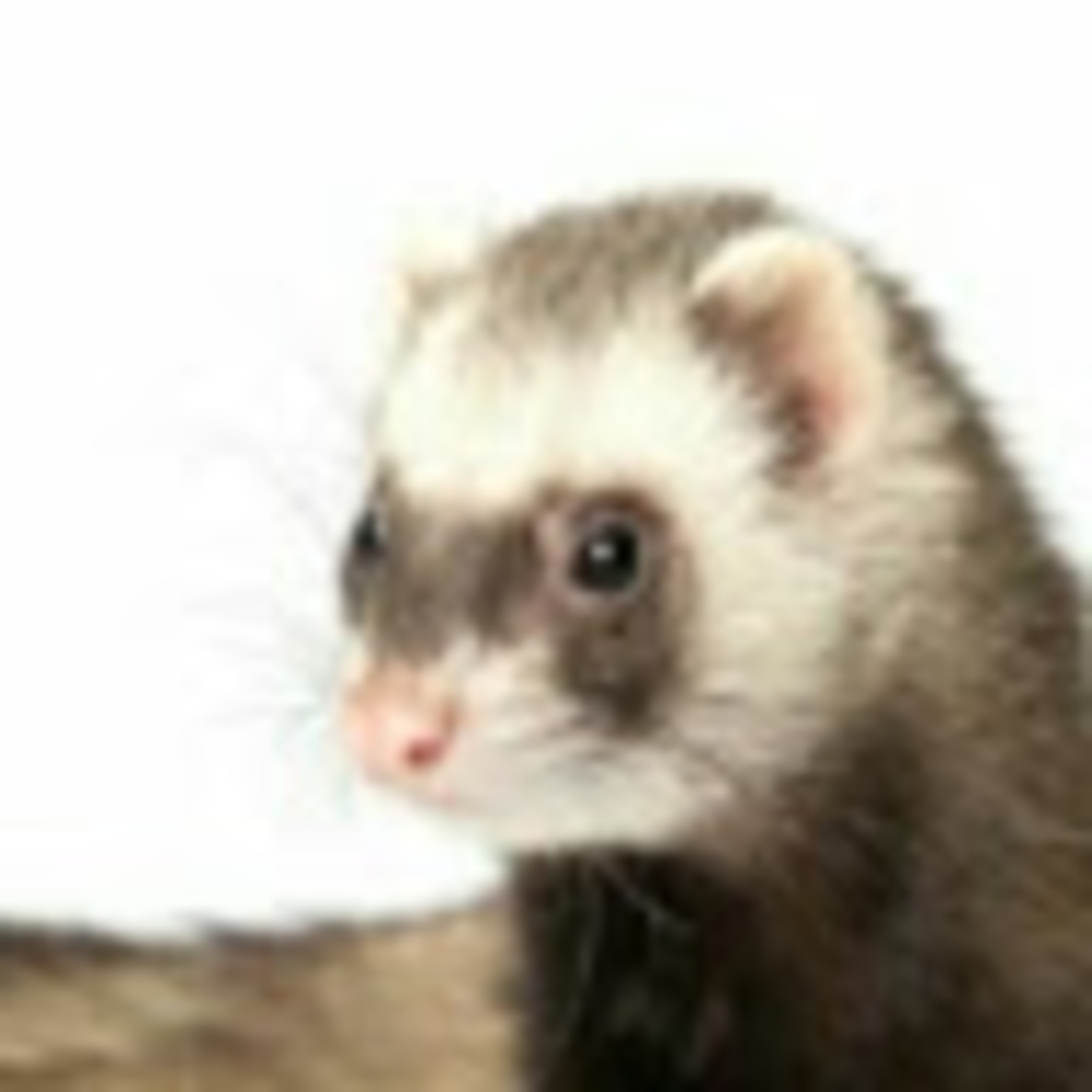 Meet your Posher, Meriya